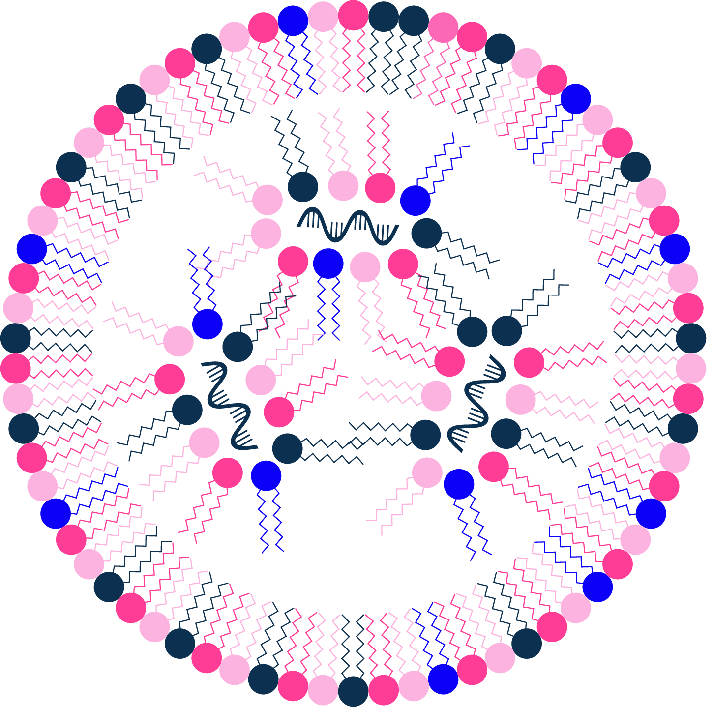 HW220702 LNP Immunogenicity and Toxicity logo Favicon